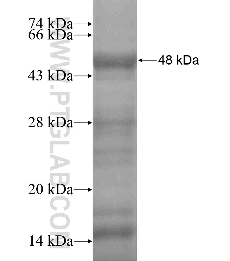 FRMD7 fusion protein Ag18161 SDS-PAGE