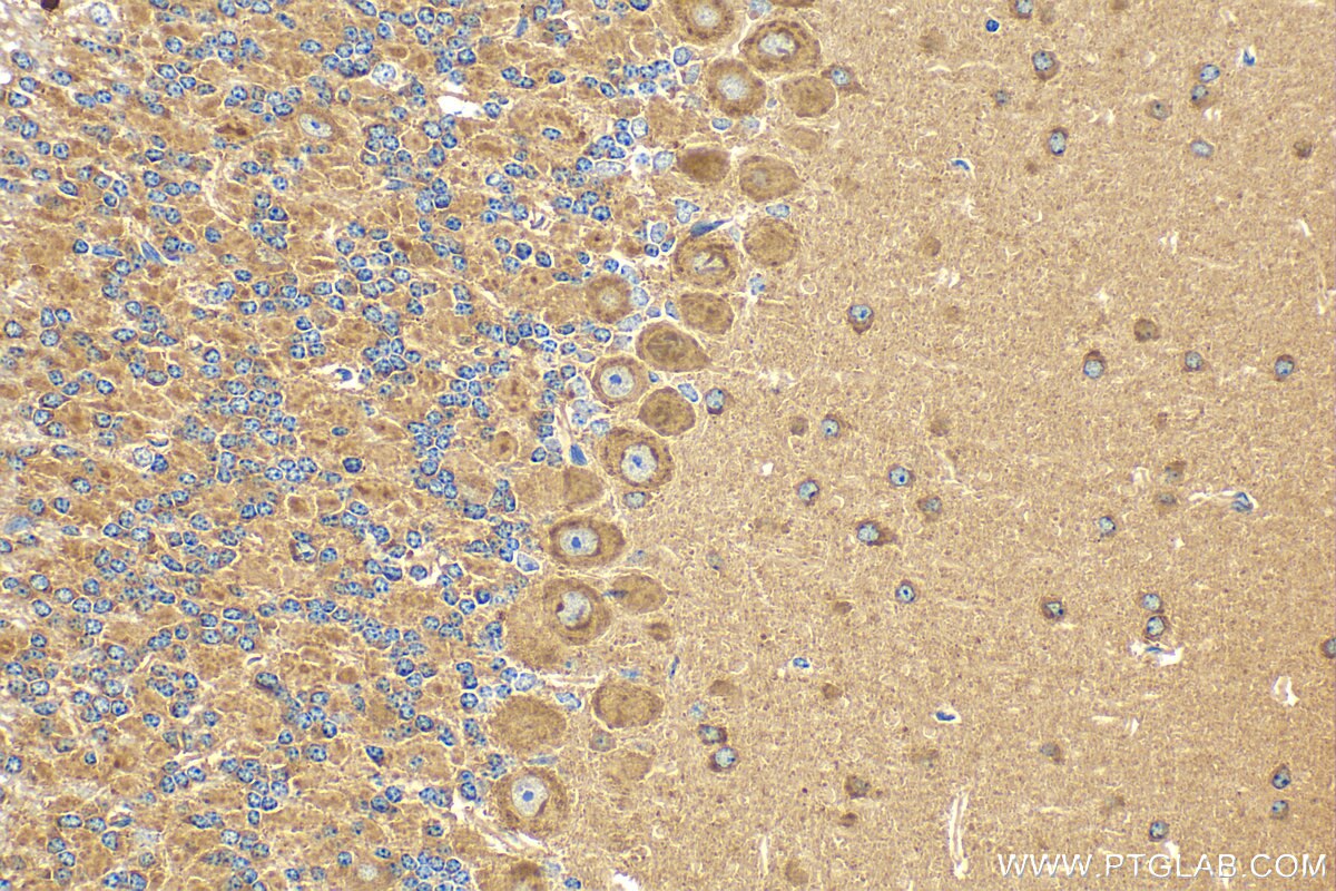 Immunohistochemistry (IHC) staining of mouse cerebellum tissue using FRMPD3 Polyclonal antibody (31635-1-AP)