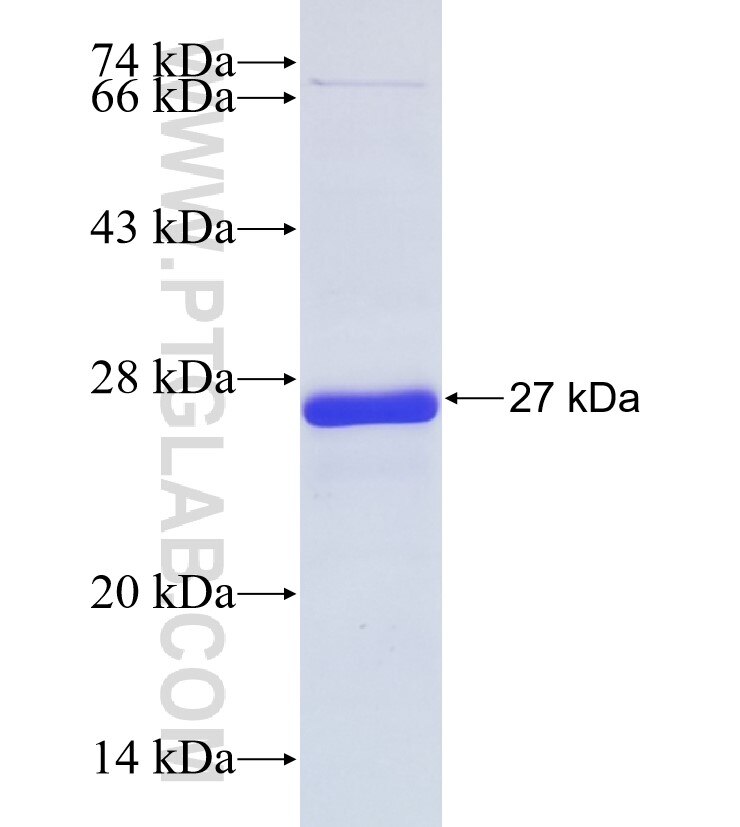 FRMPD3 fusion protein Ag36254 SDS-PAGE