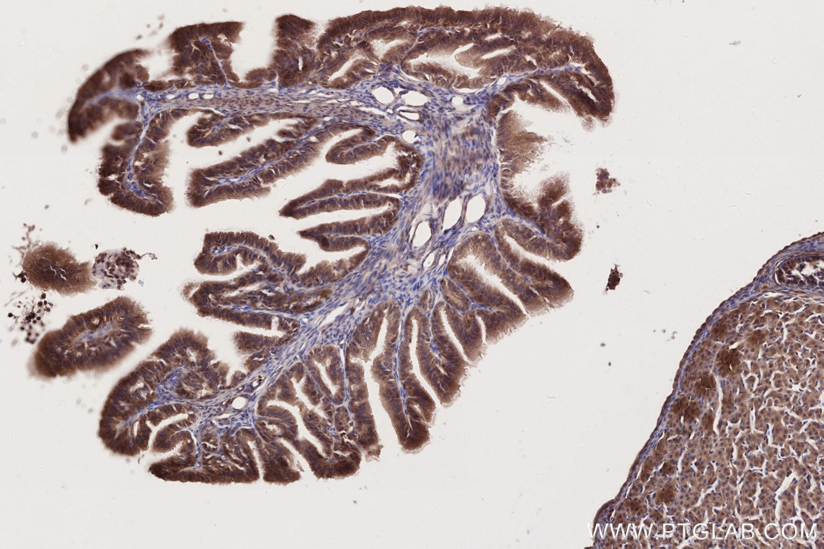 Immunohistochemistry (IHC) staining of rat ovary tissue using FRS2 Polyclonal antibody (11503-1-AP)