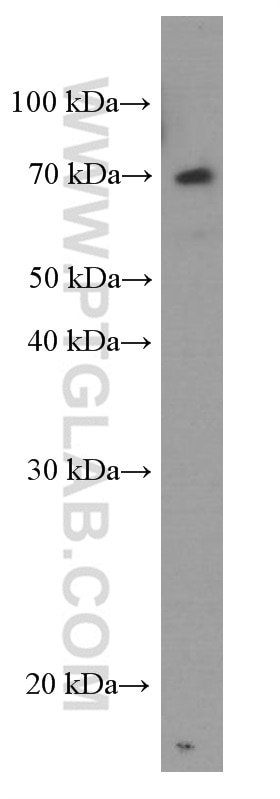 Western Blot (WB) analysis of HEK-293 cells using FRS2 Monoclonal antibody (66263-1-Ig)