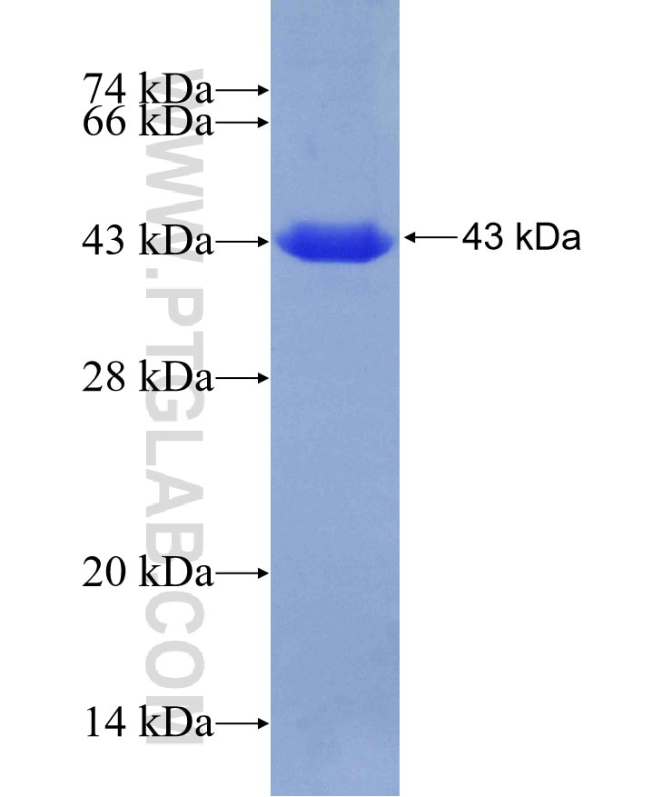 FRS2 fusion protein Ag19299 SDS-PAGE
