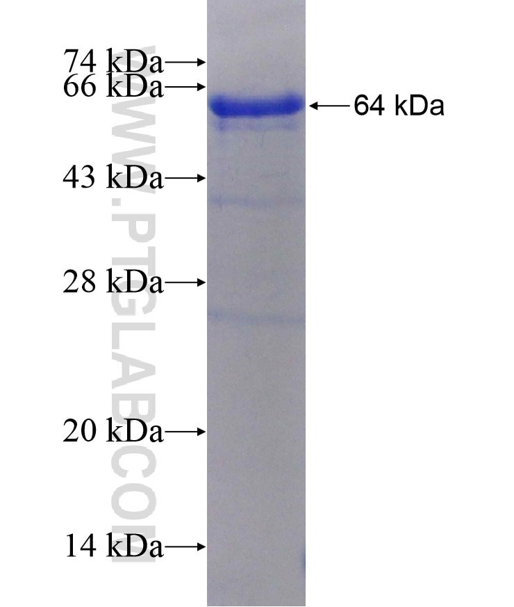 FRS2 fusion protein Ag2052 SDS-PAGE