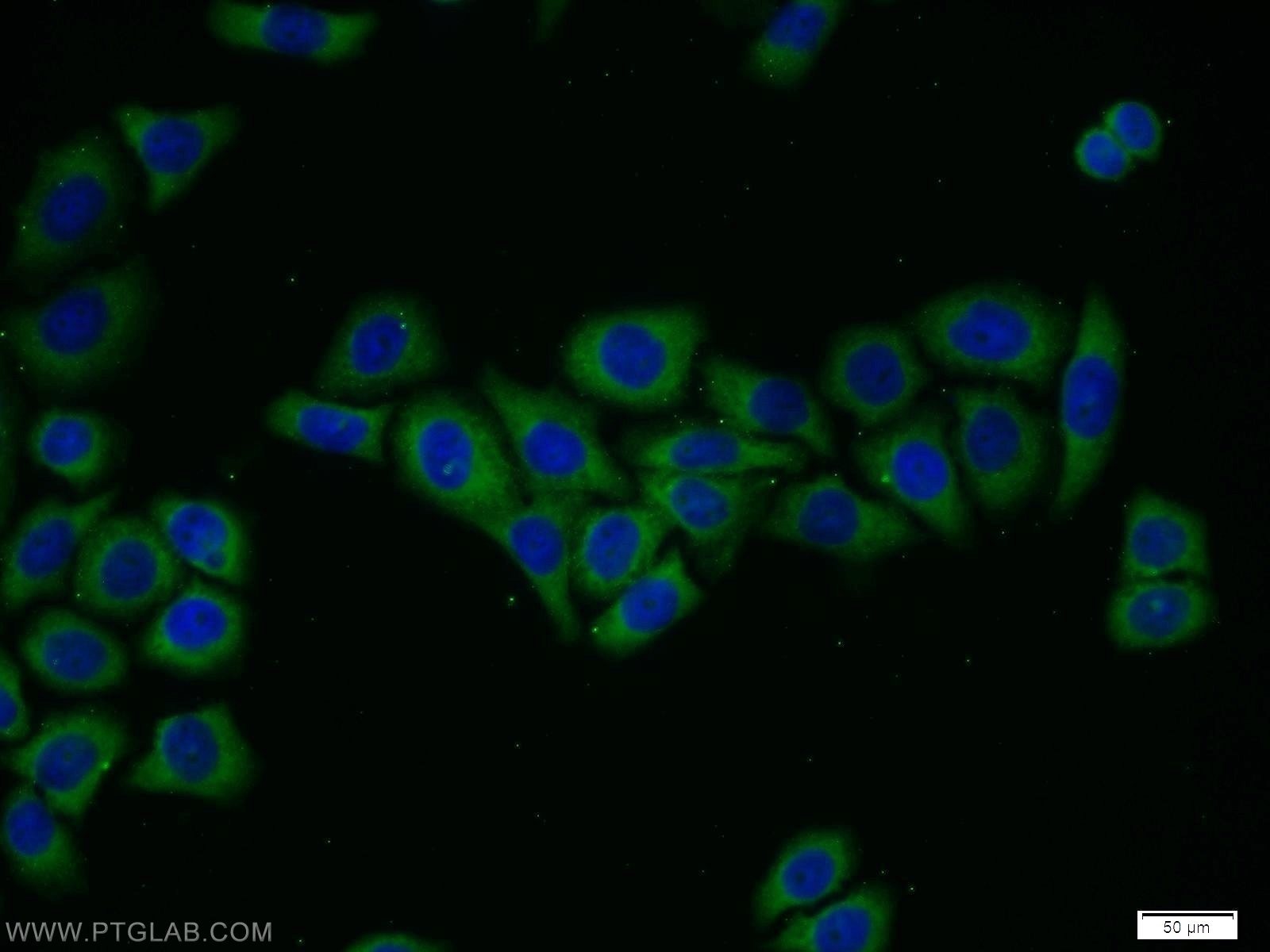 Immunofluorescence (IF) / fluorescent staining of PC-3 cells using FRS3 Polyclonal antibody (12249-1-AP)