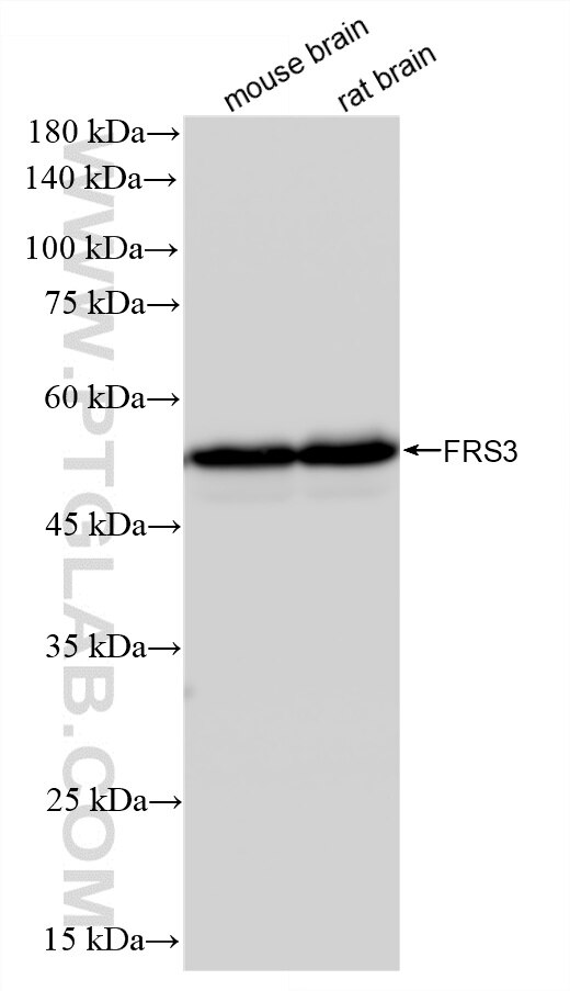WB analysis using 87810-1-RR (same clone as 87810-1-PBS) Western Blot (WB) analysis of various lysates using FRS3 Recombinant monoclonal antibody (87810-1-RR)