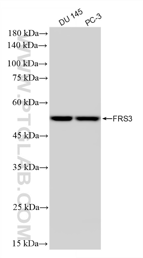 WB analysis using 87810-1-RR (same clone as 87810-1-PBS) Western Blot (WB) analysis of various lysates using FRS3 Recombinant monoclonal antibody (87810-1-RR)