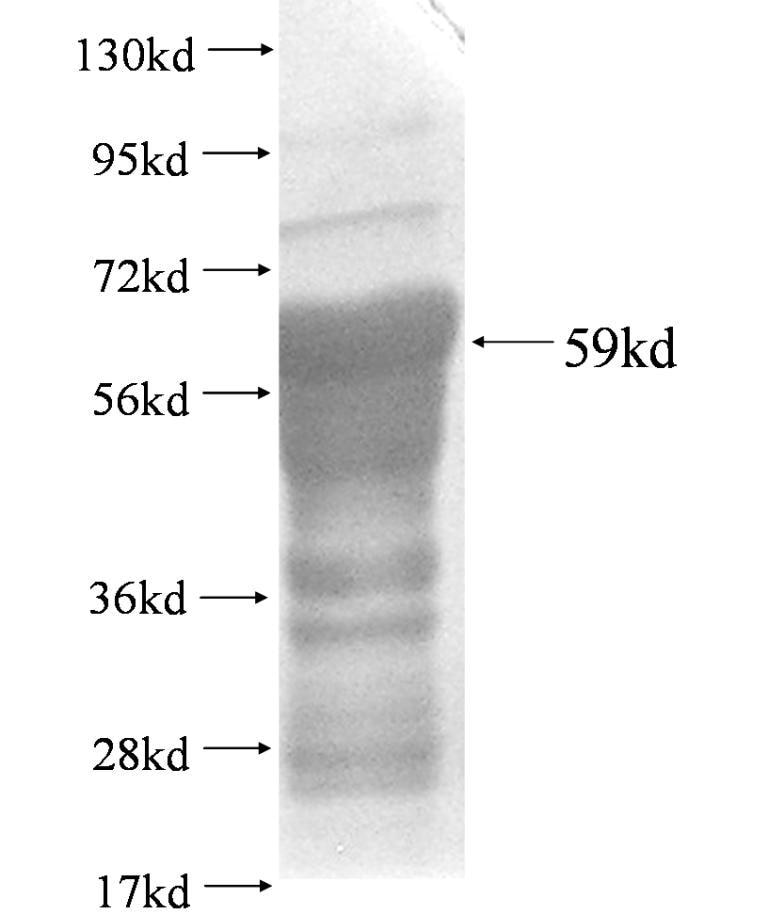FRS3 fusion protein Ag2896 SDS-PAGE