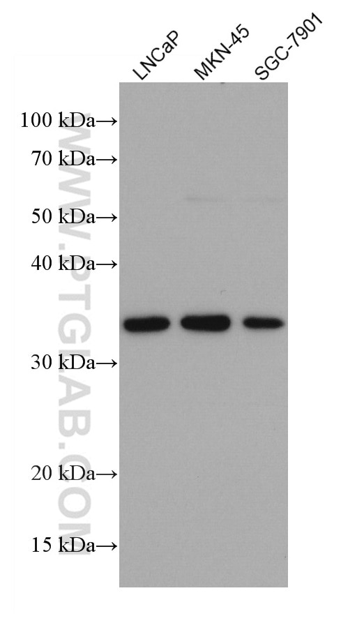 Western Blot (WB) analysis of various lysates using FRZB Monoclonal antibody (67081-1-Ig)