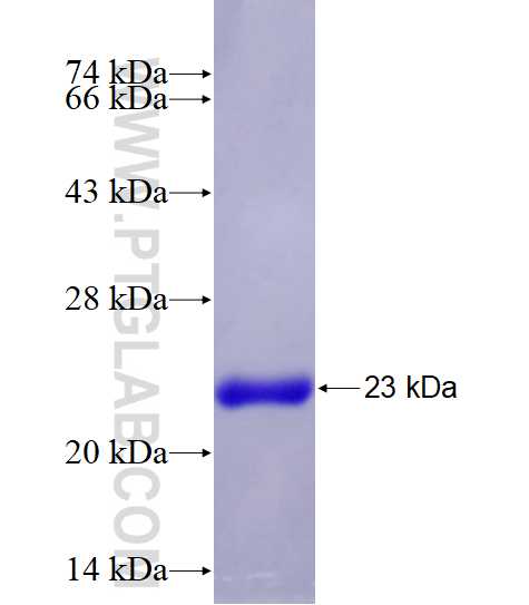 FRZB fusion protein Ag28147 SDS-PAGE