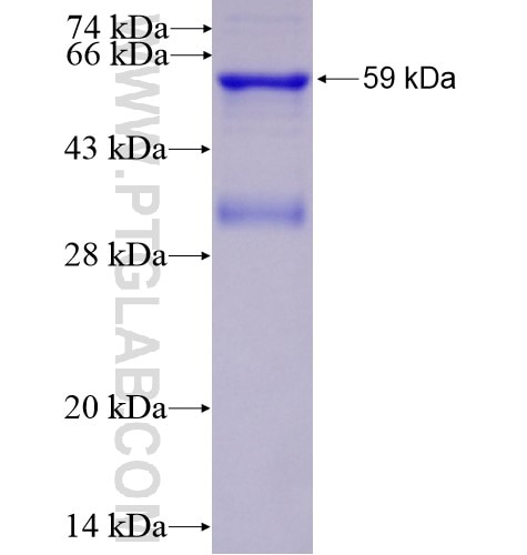 FRZB fusion protein Ag3894 SDS-PAGE
