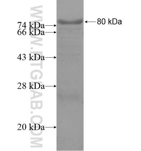 FSCB fusion protein Ag15340 SDS-PAGE