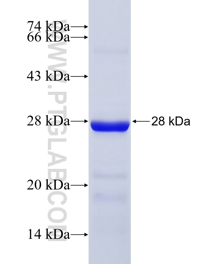 Fascin fusion protein Ag6074 SDS-PAGE