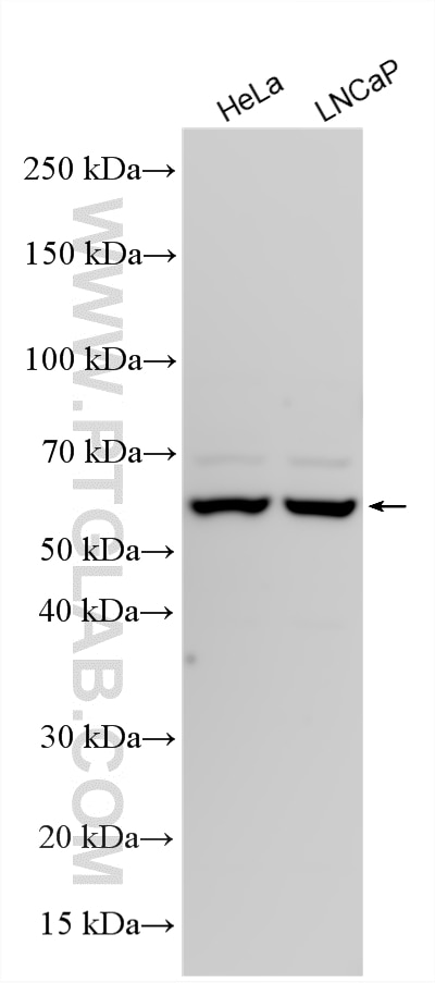 Western Blot (WB) analysis of various lysates using FSCN3 Polyclonal antibody (13536-1-AP)