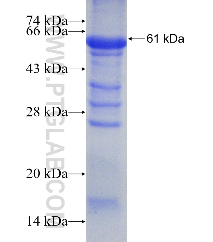 FSCN3 fusion protein Ag4459 SDS-PAGE