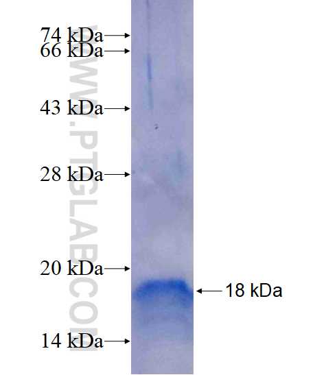 FSD1L fusion protein Ag15499 SDS-PAGE