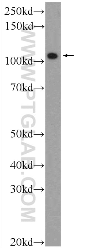 WB analysis of rat heart using 25609-1-AP