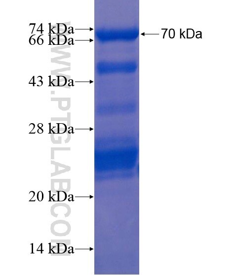 FSD2 fusion protein Ag22229 SDS-PAGE