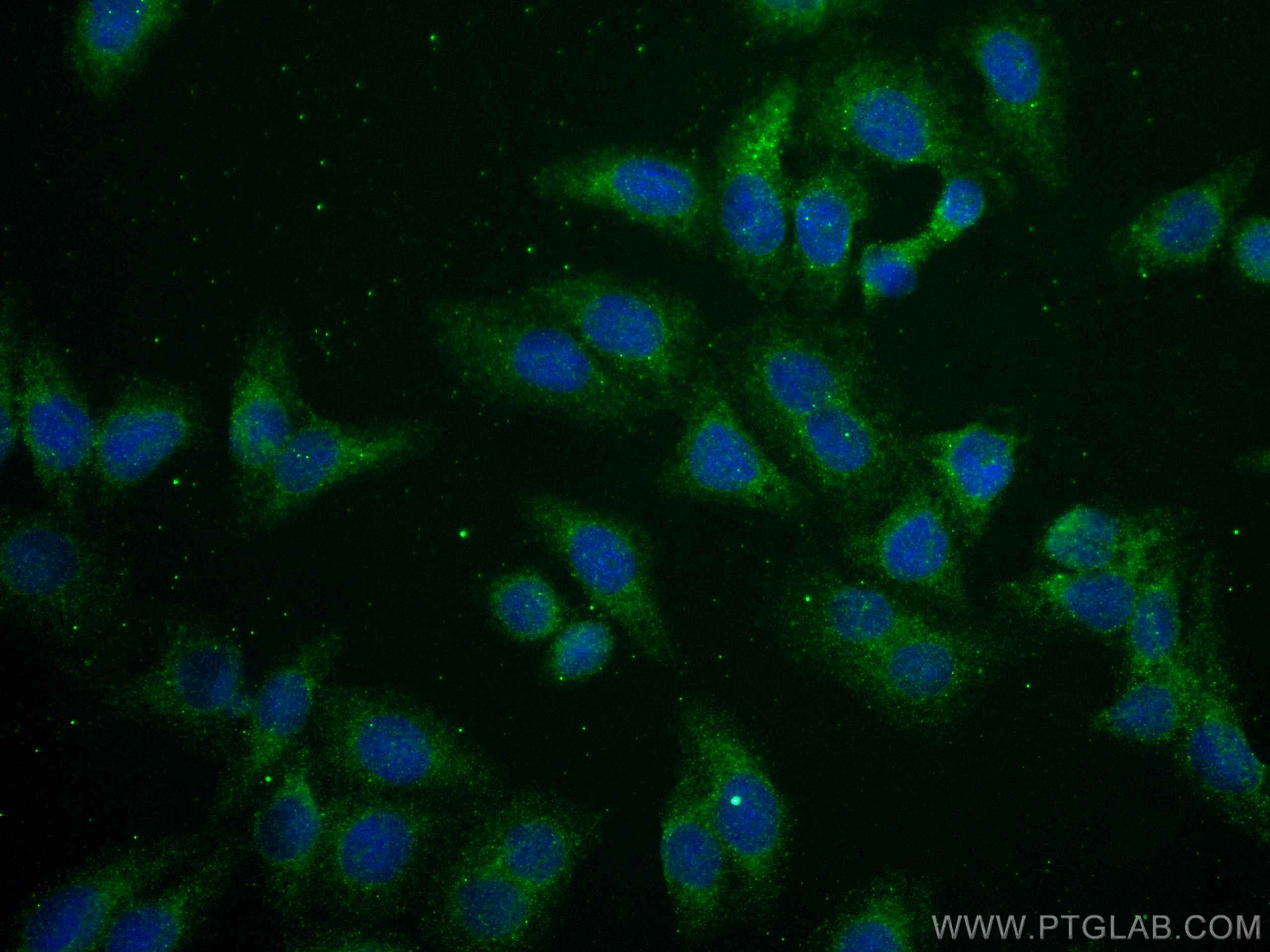 Immunofluorescence (IF) / fluorescent staining of HepG2 cells using FSHB Monoclonal antibody (67131-1-Ig)