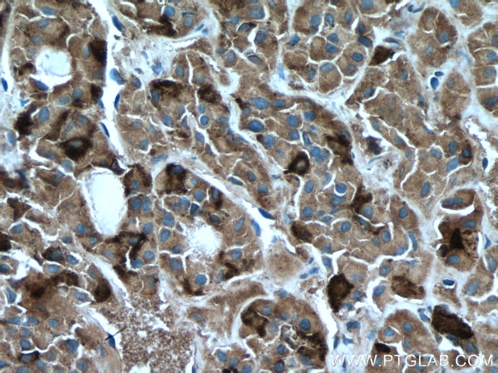 Immunohistochemistry (IHC) staining of human pituitary tissue using FSH beta Monoclonal antibody (67131-1-Ig)
