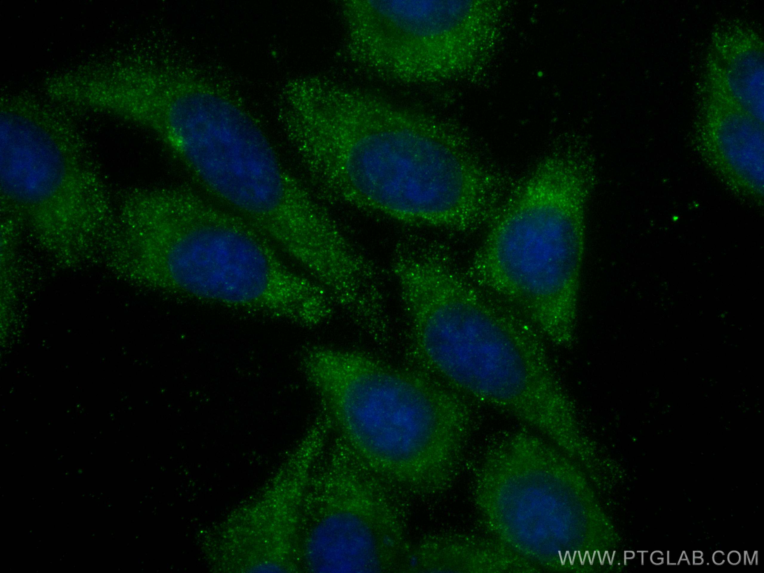 IF Staining of HepG2 using CL488-67131