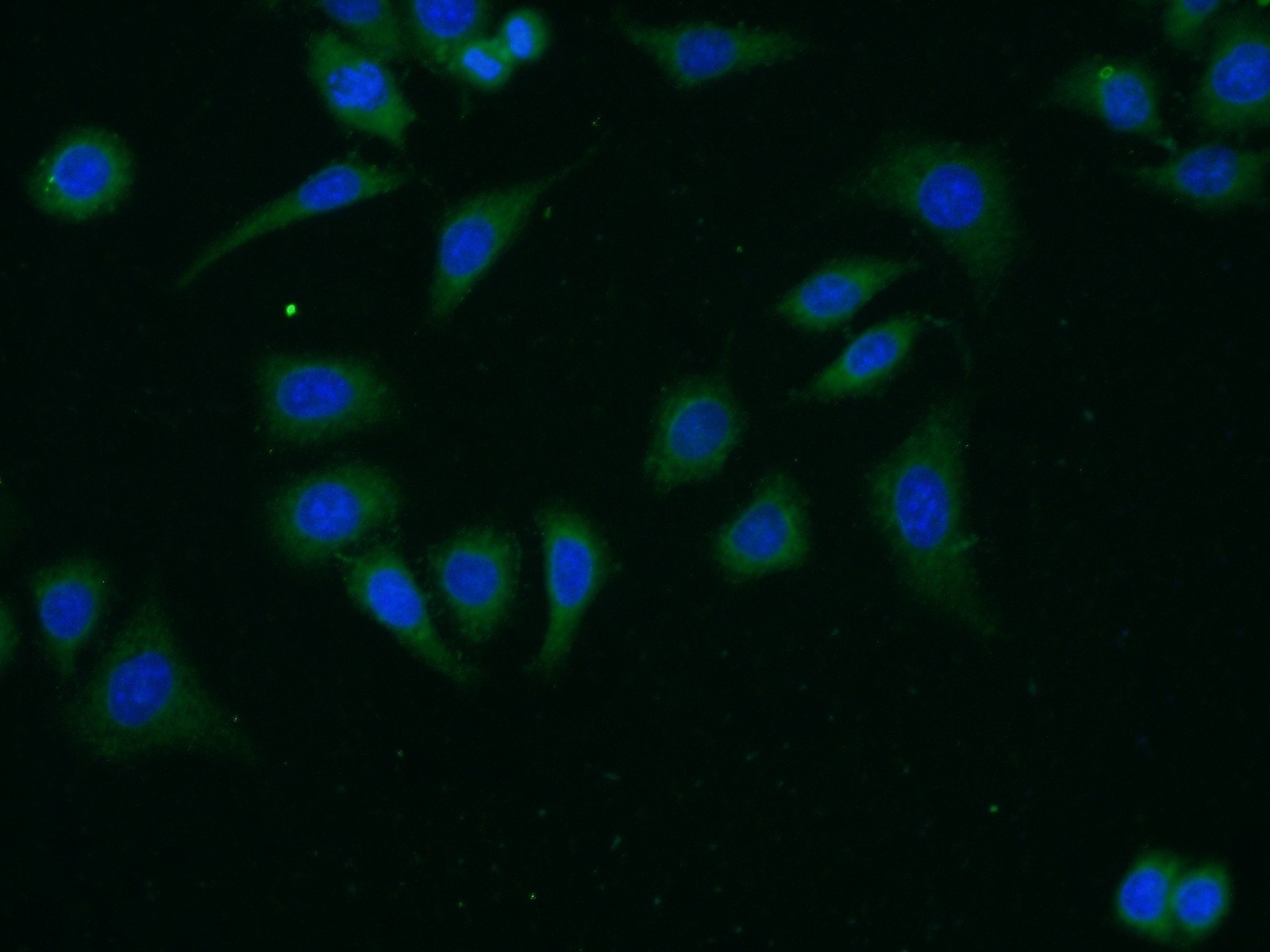 Immunofluorescence (IF) / fluorescent staining of HeLa cells using FSHR Polyclonal antibody (22665-1-AP)