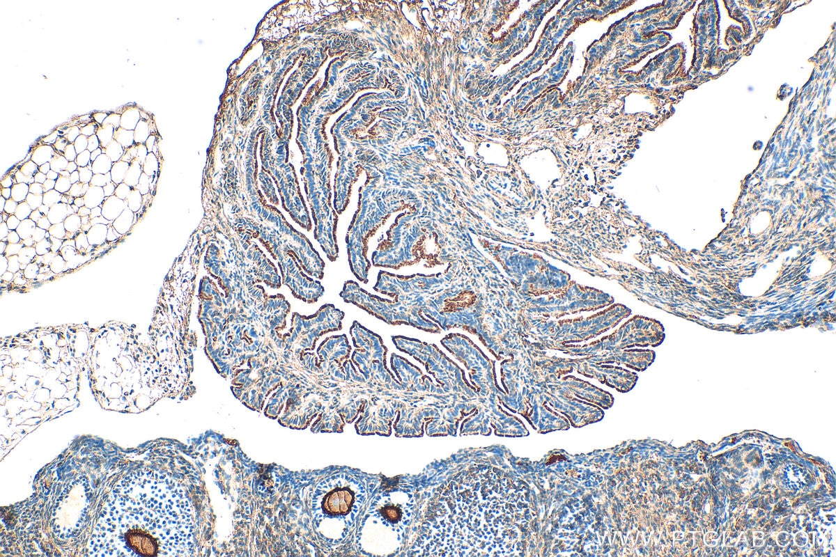 Immunohistochemistry (IHC) staining of mouse ovary tissue using FSHR Polyclonal antibody (22665-1-AP)