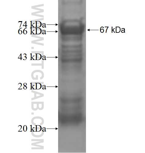 FSIP1 fusion protein Ag4846 SDS-PAGE