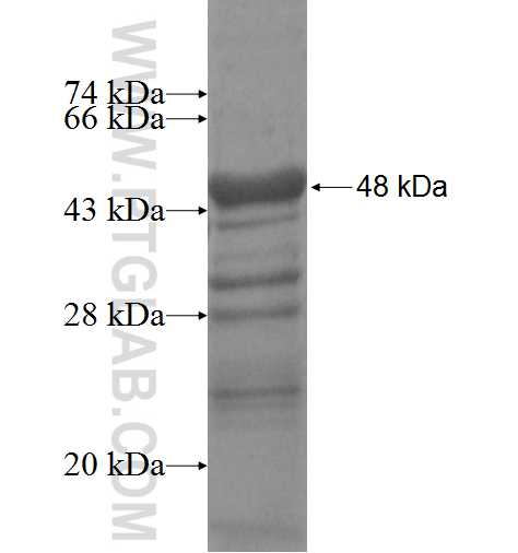 FSIP1 fusion protein Ag5040 SDS-PAGE