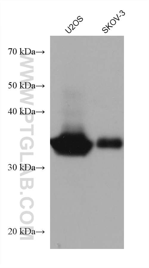 Western Blot (WB) analysis of various lysates using Follistatin Monoclonal antibody (60060-1-Ig)