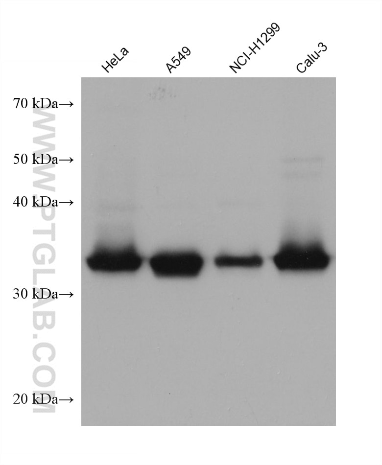 Western Blot (WB) analysis of various lysates using Follistatin Monoclonal antibody (60060-1-Ig)