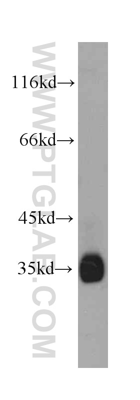 Western Blot (WB) analysis of HepG2 cells using Follistatin Monoclonal antibody (60060-1-Ig)
