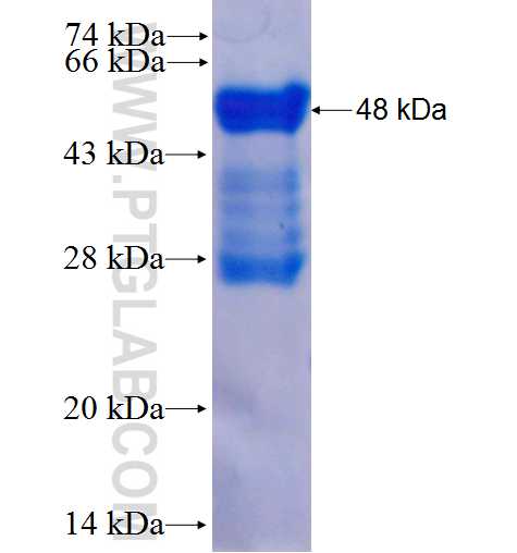 FST fusion protein Ag26401 SDS-PAGE