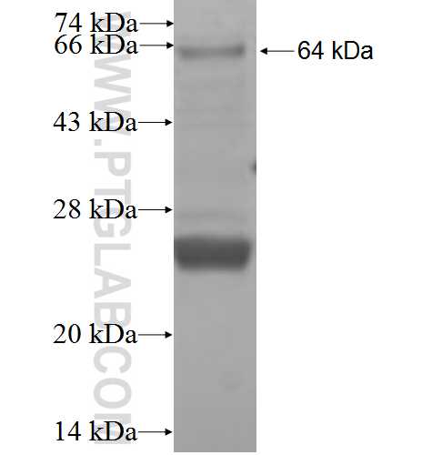 FST fusion protein Ag0775 SDS-PAGE