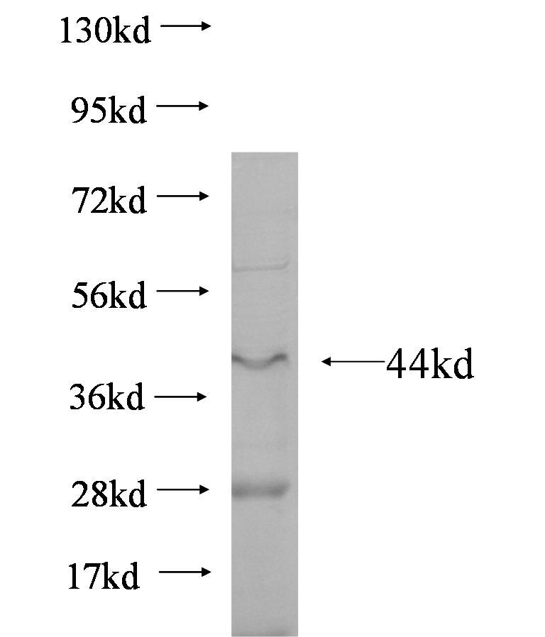 FST fusion protein Ag6447 SDS-PAGE