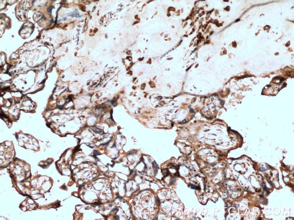 Immunohistochemistry (IHC) staining of human placenta tissue using FSTL1 Polyclonal antibody (20182-1-AP)