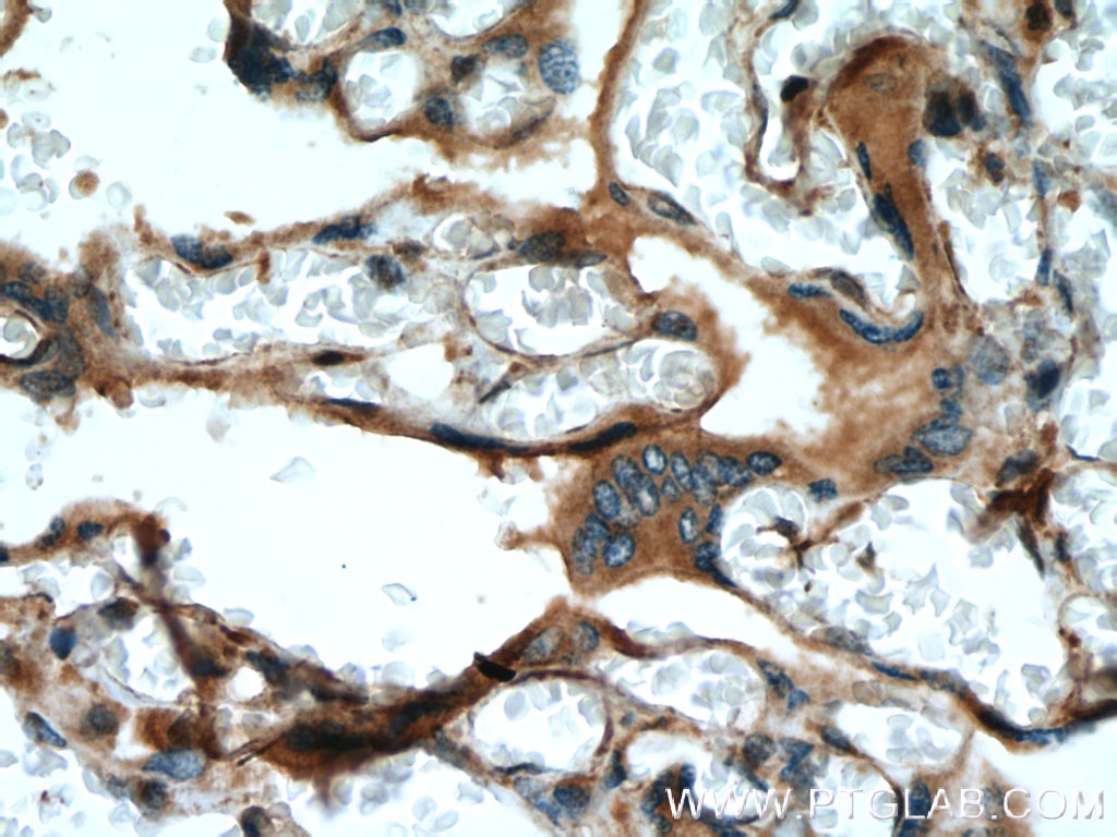 Immunohistochemistry (IHC) staining of human placenta tissue using FSTL1 Polyclonal antibody (20182-1-AP)