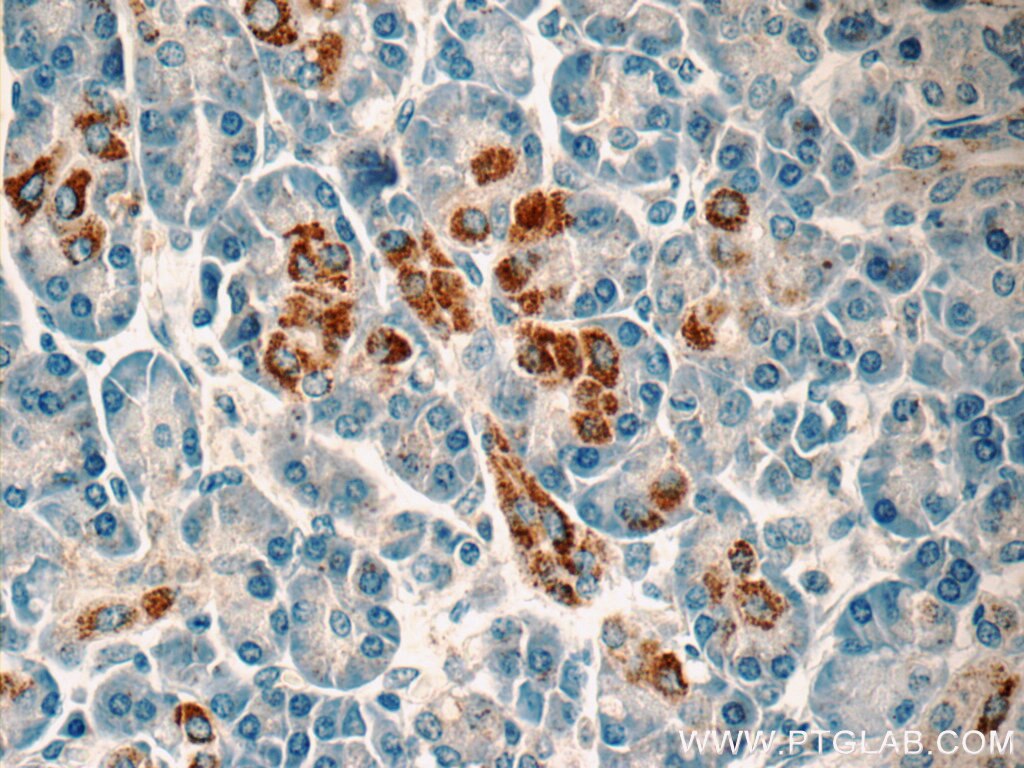 Immunohistochemistry (IHC) staining of human pancreas tissue using FSTL1 Polyclonal antibody (20182-1-AP)
