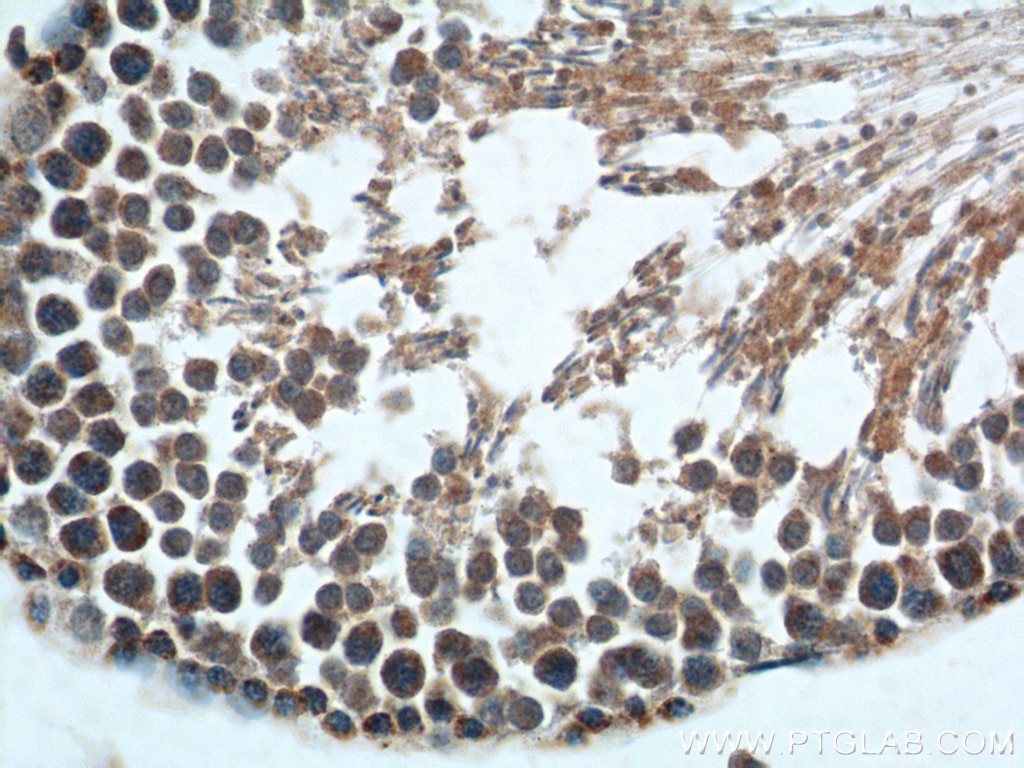 Immunohistochemistry (IHC) staining of rat testis tissue using FSTL1 Polyclonal antibody (20182-1-AP)