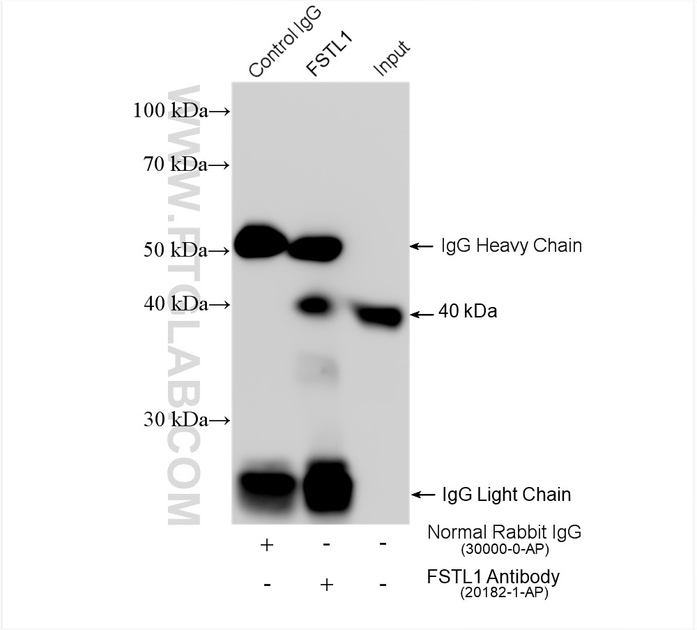 Immunoprecipitation (IP) experiment of A2780 cells using FSTL1 Polyclonal antibody (20182-1-AP)
