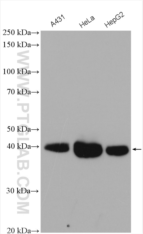 Western Blot (WB) analysis of various lysates using FSTL1 Polyclonal antibody (20182-1-AP)