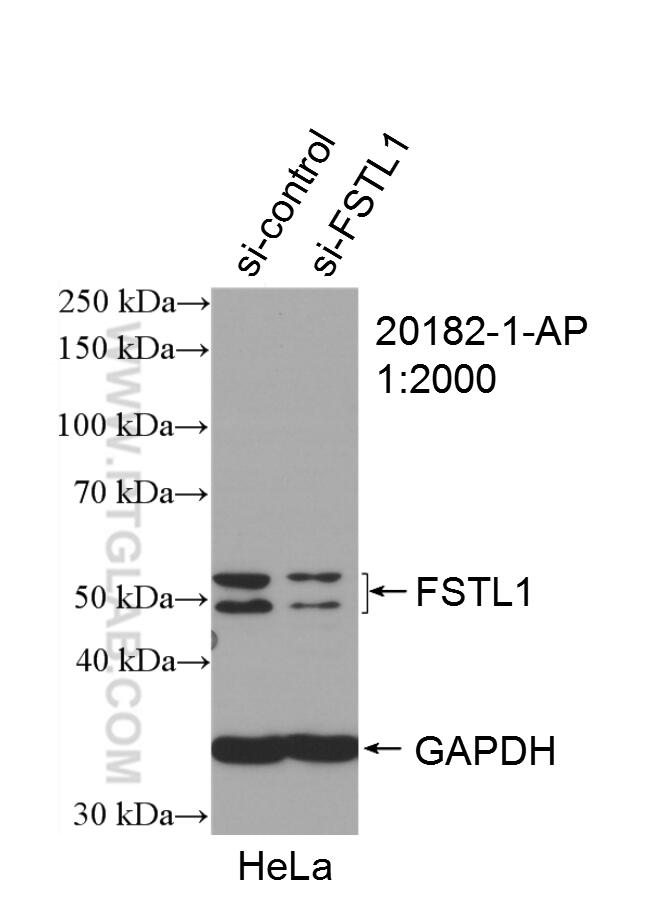 Western Blot (WB) analysis of HeLa cells using FSTL1 Polyclonal antibody (20182-1-AP)