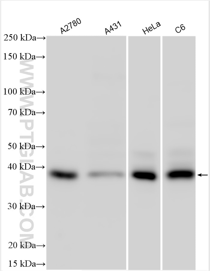 Western Blot (WB) analysis of various lysates using FSTL1 Polyclonal antibody (20182-1-AP)