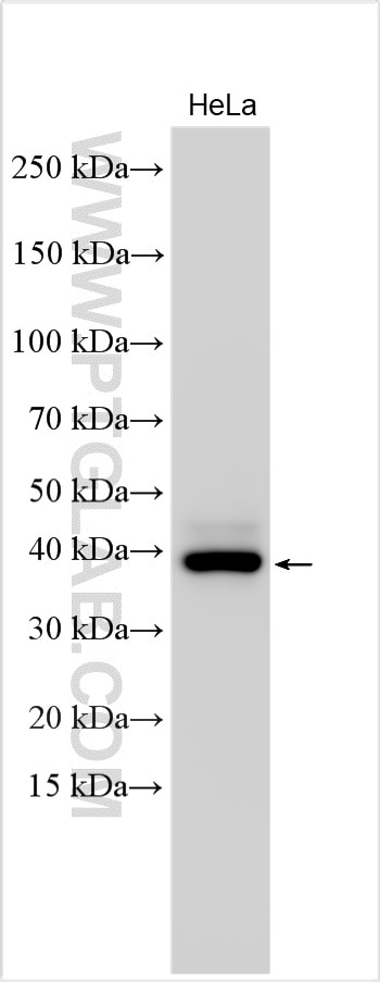 Western Blot (WB) analysis of various lysates using FSTL1 Polyclonal antibody (20182-1-AP)