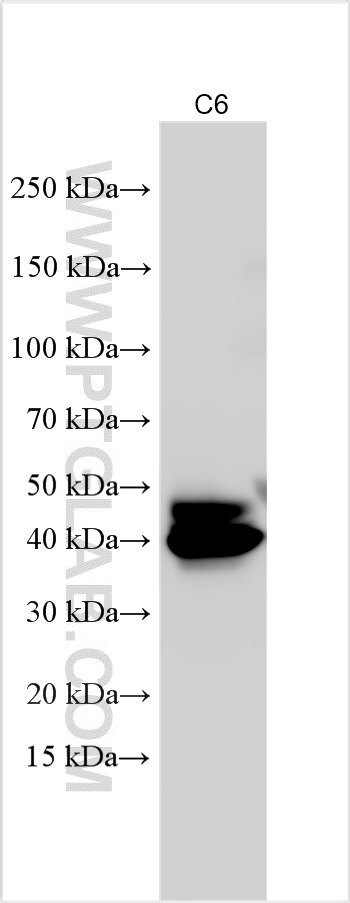 Western Blot (WB) analysis of various lysates using FSTL1 Polyclonal antibody (20182-1-AP)