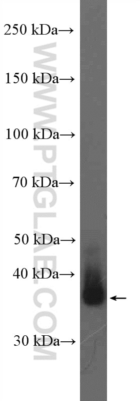 Western Blot (WB) analysis of human placenta tissue using FSTL1 Polyclonal antibody (20182-1-AP)