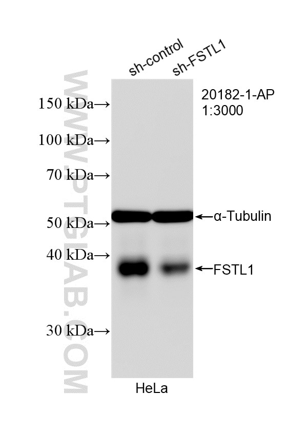 WB analysis of HeLa using 20182-1-AP Western Blot (WB) analysis of HeLa cells using FSTL1 Polyclonal antibody (20182-1-AP)