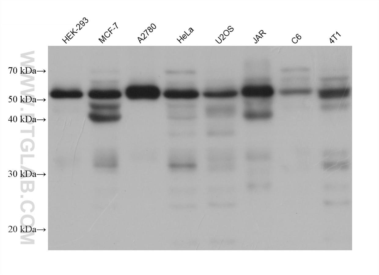 Western Blot (WB) analysis of various lysates using FSTL1 Monoclonal antibody (68528-1-Ig)