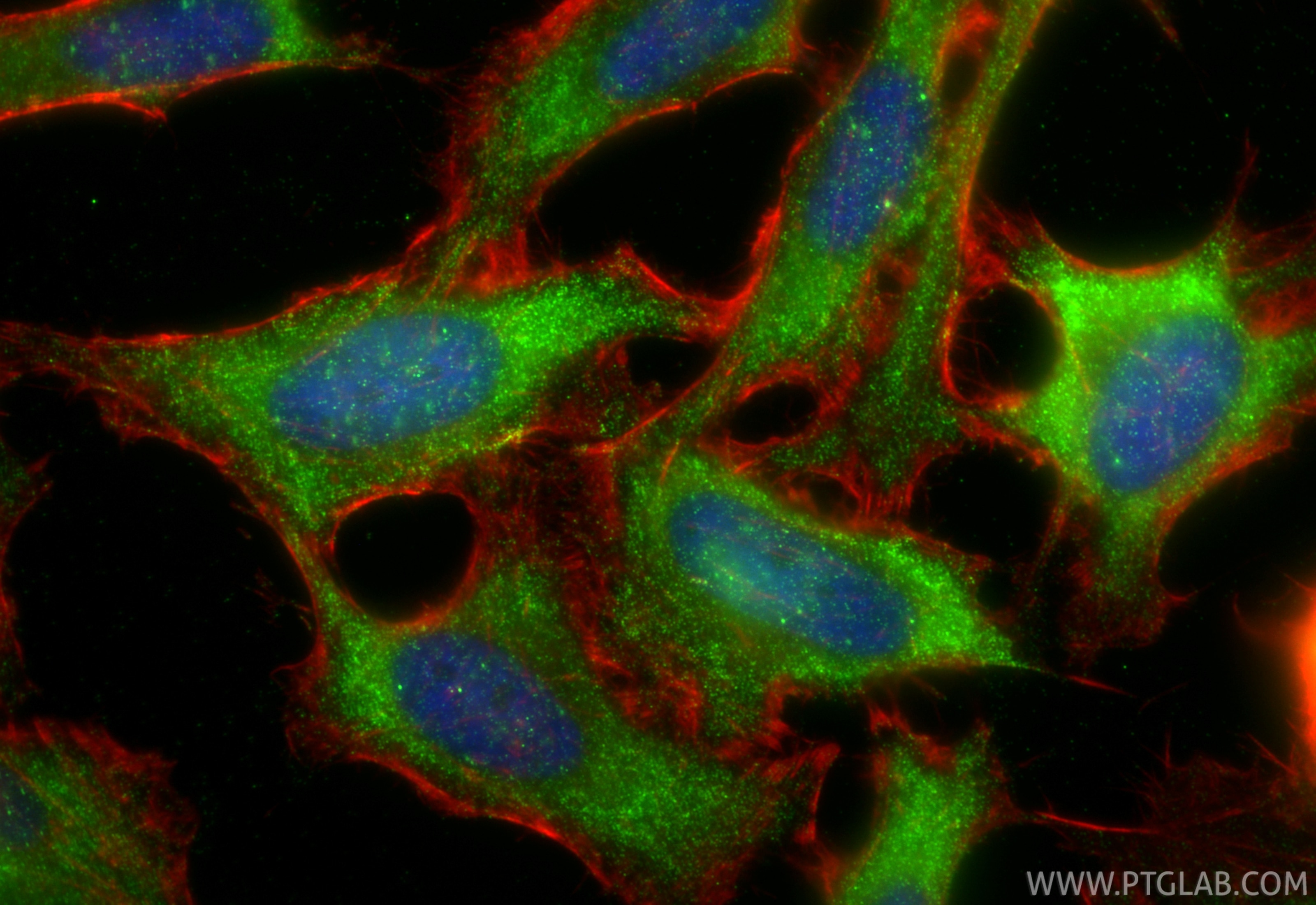 Immunofluorescence (IF) / fluorescent staining of HeLa cells using FSTL1 Recombinant antibody (84672-2-RR)