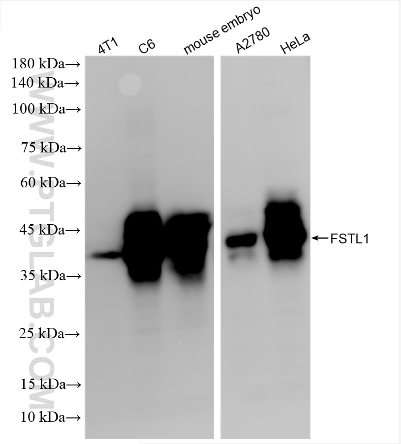 Western Blot (WB) analysis of various lysates using FSTL1 Recombinant antibody (86444-1-RR)