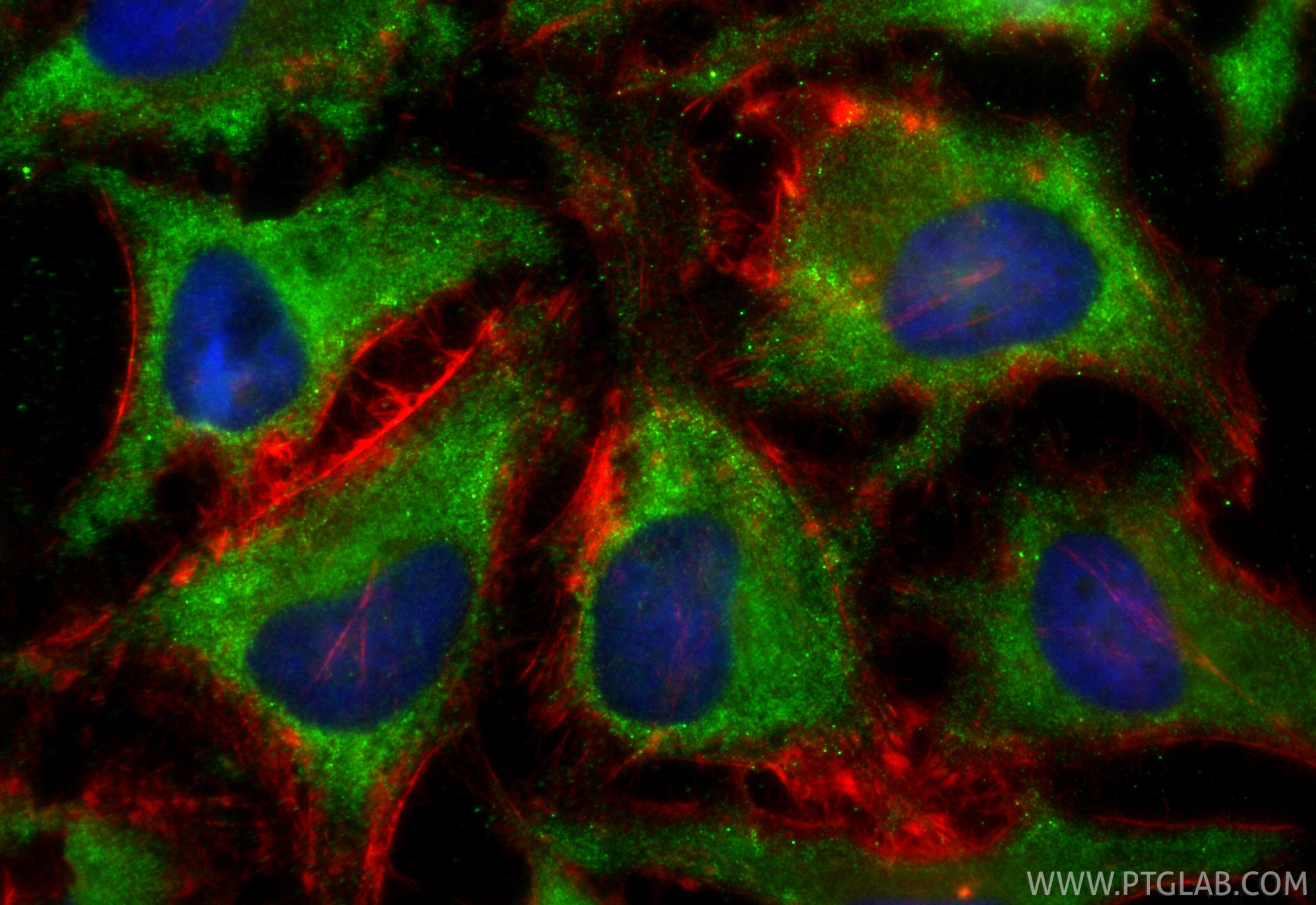 Immunofluorescence (IF) / fluorescent staining of HeLa cells using CoraLite® Plus 488-conjugated FSTL1 Recombinant an (CL488-84672-2)